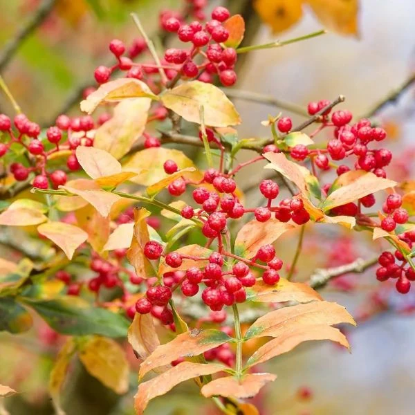 Изображение Зантоксилум подражающий - Zanthoxylum simulans  