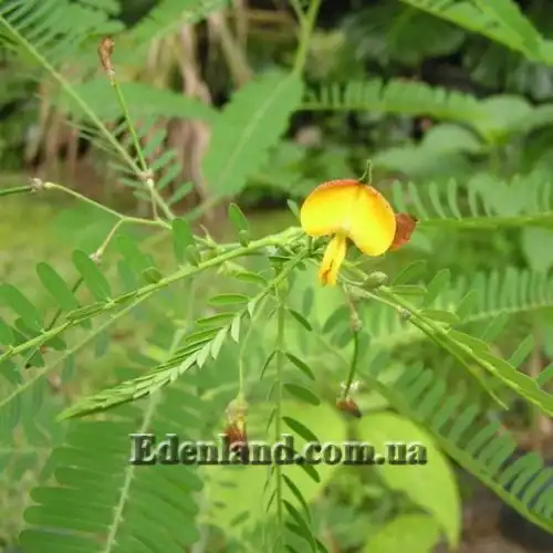 Изображение Сесбания яванская - Sesbania javanica