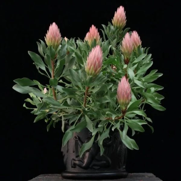 Изображение растение в горшке