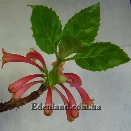 Изображение Дерматоботрис Сандерса  - Dermatobotrys saundersii