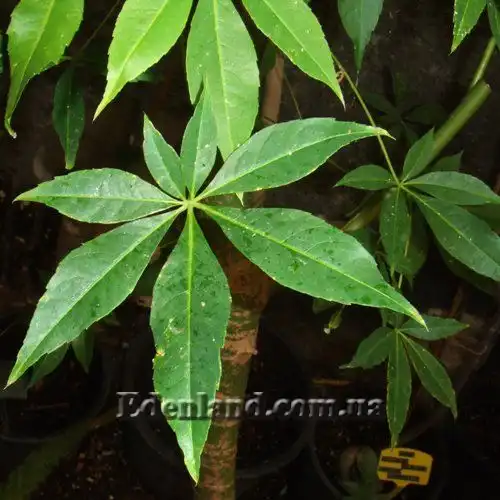 Зображення лист