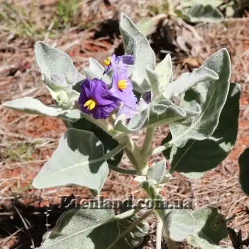 Изображение Паслен шерстистолистный - Solanum lasiophyllum 