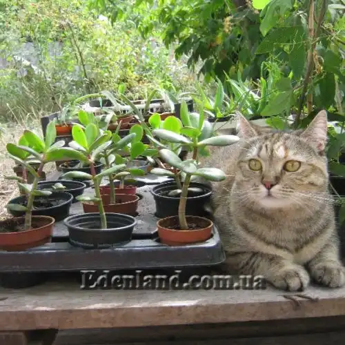 Изображение Крассула, Толстянка - Crassula