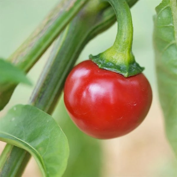 Зображення Перець гострий Корал - Capsicum annuum Koral  