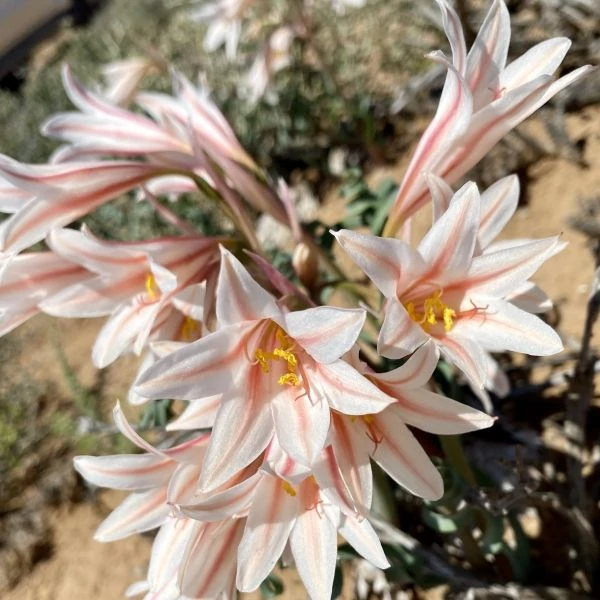 Изображение Циртантус Смита  - Cyrtanthus smithiae