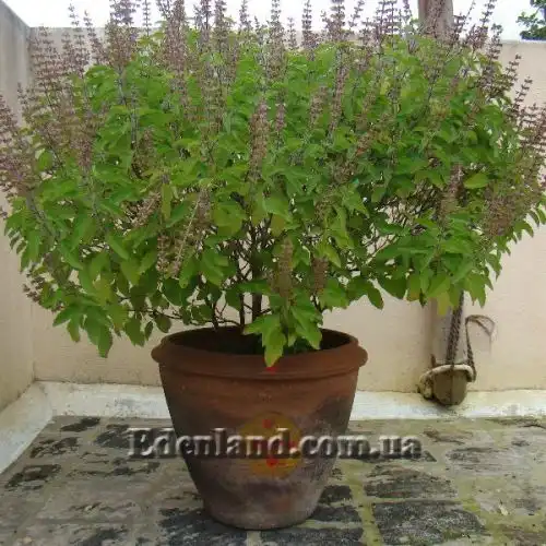 Зображення Базилік священний - Ocimum sanctum