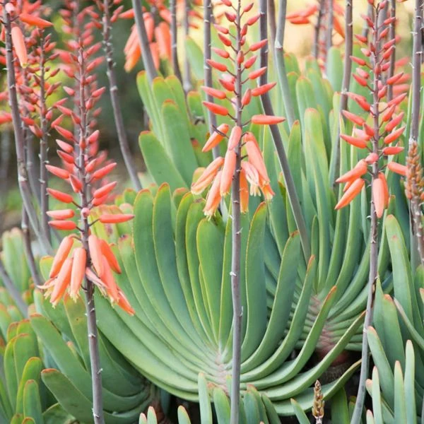 Изображение Кумара складчатая  - Kumara plicatilis