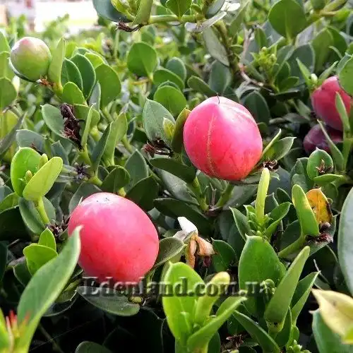 Карисса крупноплодная - Carissa macrocarpa