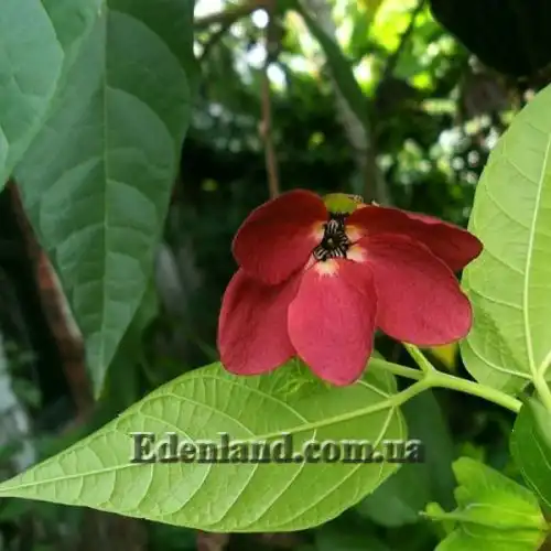 Зображення Аброма велична  - Abroma augusta