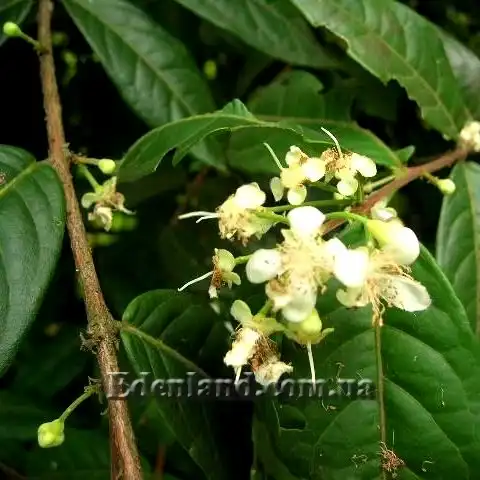 Изображение цветы