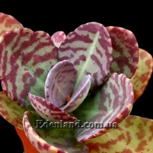 Изображение Каланхоэ приземистое - Kalanchoe humilis 