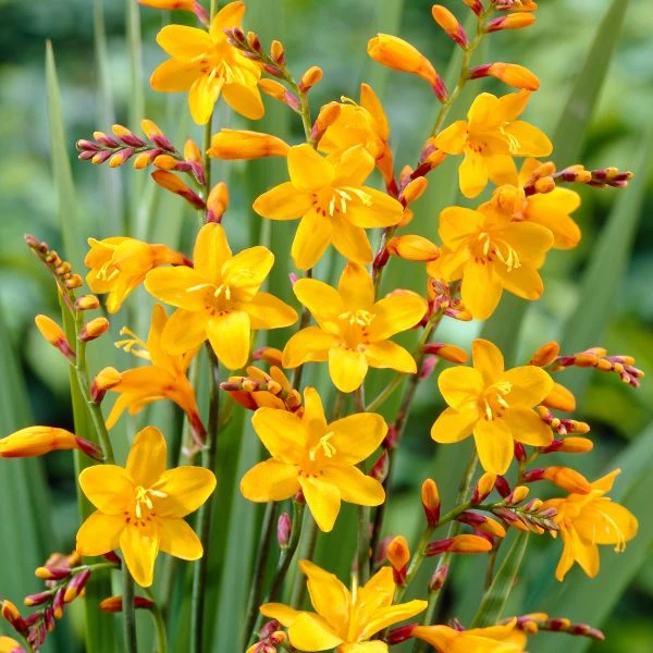 Изображение Крокосмия Новые гибриды  - Crocosmia New Hybrids 