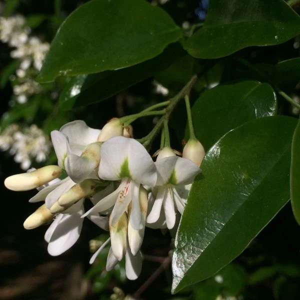 Изображение Крейбия Циммермана   - Craibia zimmermannii