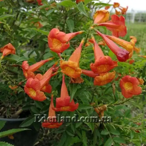 Изображение Текома желтая подвид гуаруме - Tecoma fulva subsp. Guarume