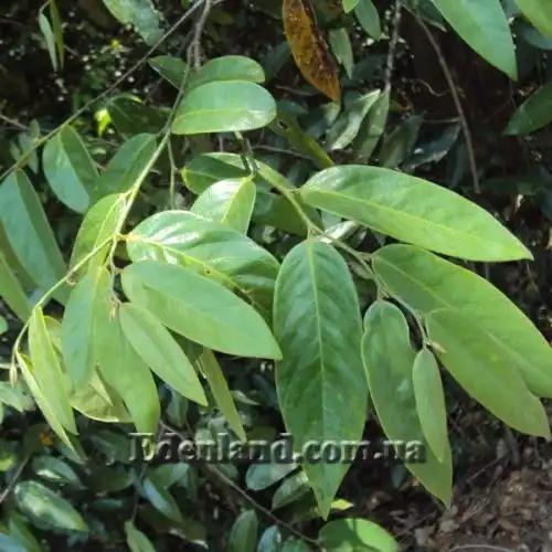 Зображення Десмос китайський - Desmos chinensis