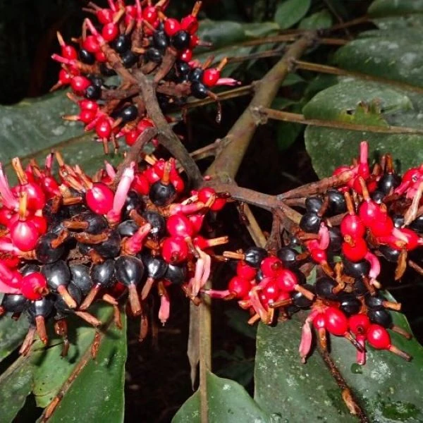 Зображення Альпінія прекрасна 'Нова Гвінея' - Alpinia pulchra 'New Guinea'  