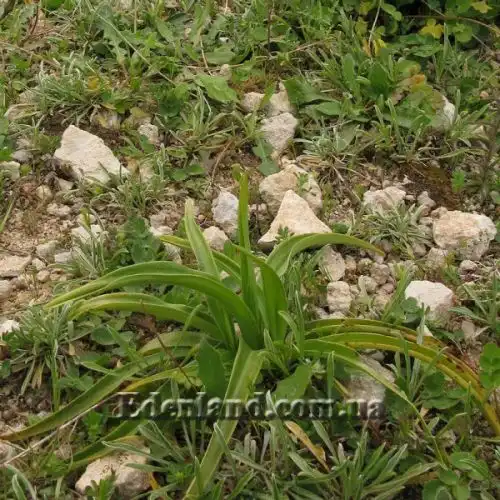 Изображение Анакамптис пирамидальный - Anacamptis pyramidalis