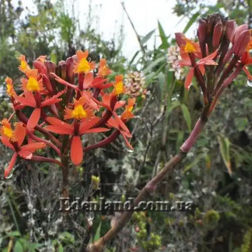 Изображение Эпидендрум однобокий  - Epidendrum secundum 