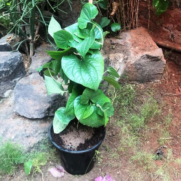 Изображение растение в горшке