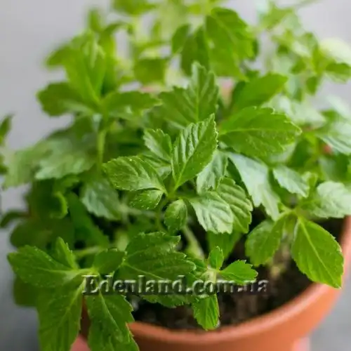 Изображение Гиностемма пятилистная - Gynostemma pentaphyllum