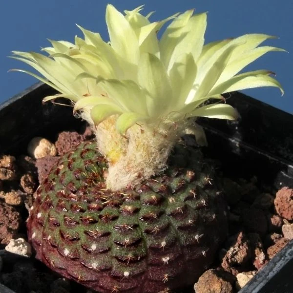 Зображення Фрайлея панцирна - Frailea cataphracta 