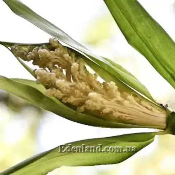 Зображення Флагелларія індійська - Flagellaria indica