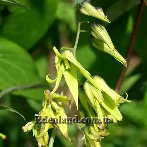 Изображение цветы