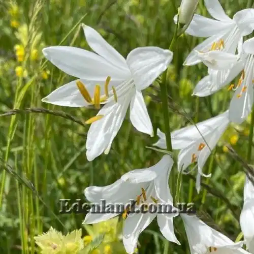 Изображение Парадизея лилейная - Paradisea liliastrum