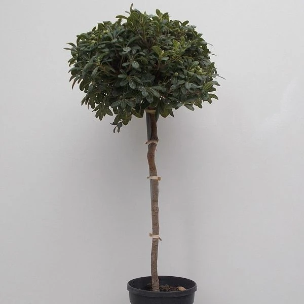 Изображение формирование штамбовым деревом