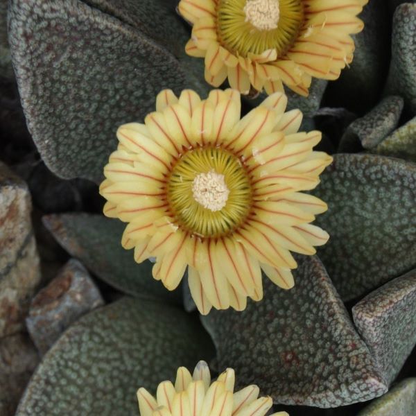 Зображення Алоїнопсис червонолінійний - Aloinopsis rubrolineata
