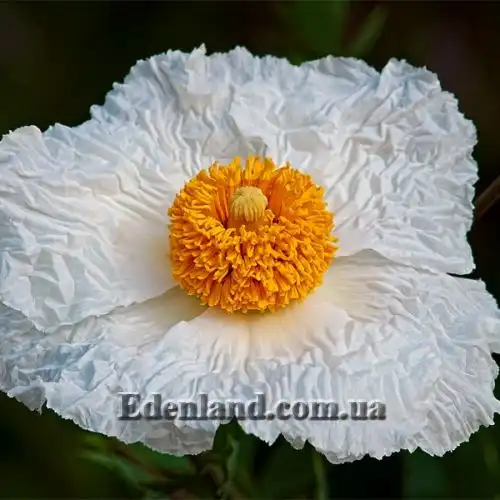 Изображение Ромнея Культера - Romneya coulteri