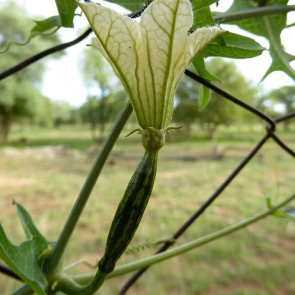 Зображення жіноча квітка