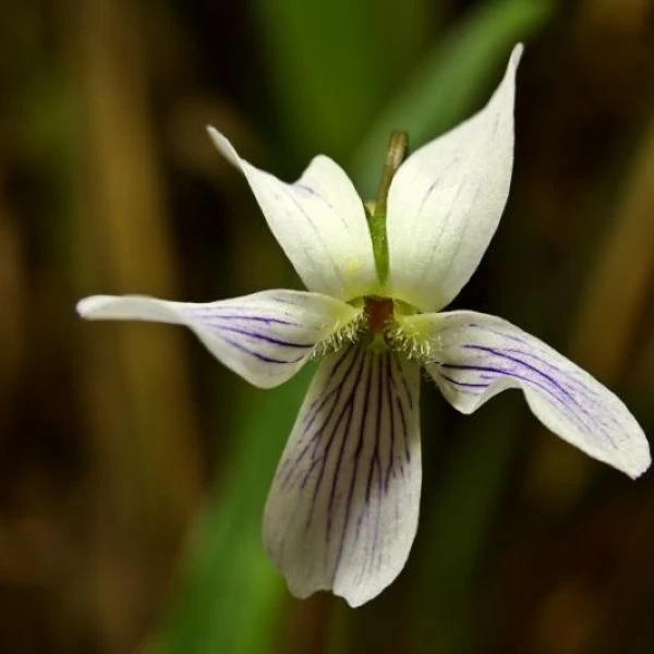 Зображення Зигоморфна квітка