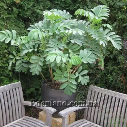 Зображення Меліантус великий - Melianthus major 