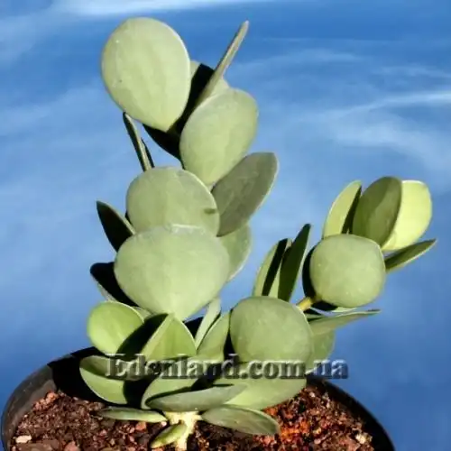 Зображення Ксеросіціос данги - Xerosicyos danguyi