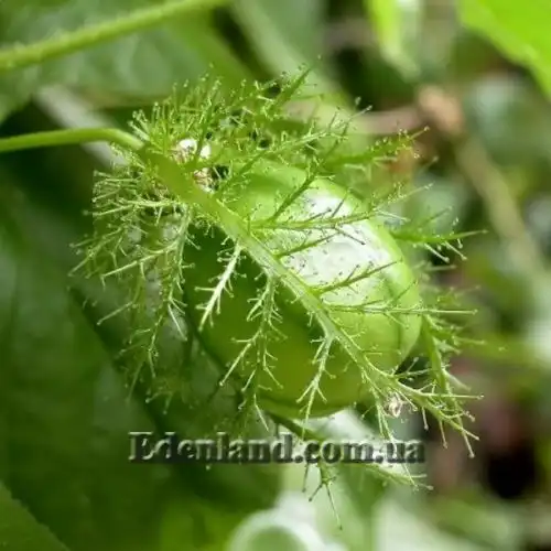 Зображення Пасифлора смердюча (гібіскусолиста) - Passiflora foetida v.hibiscifolia