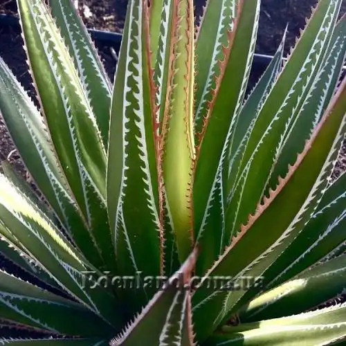 Изображение Агава отпечатанная - Agave impressa 