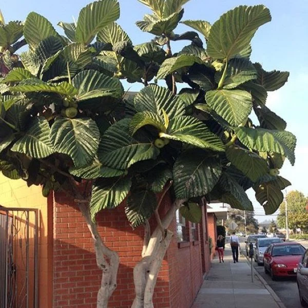 Изображение Фикус Бруса - Ficus brusii 