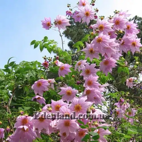 Зображення Жоржина імператорська - Dahlia imperialis