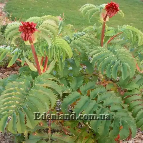 Зображення Меліантус великий - Melianthus major 