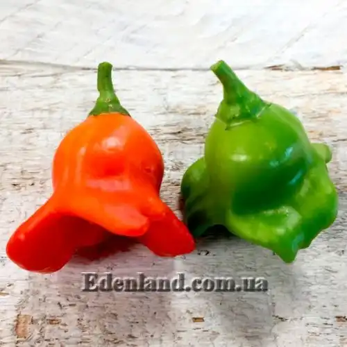 Изображение Перец Корона епископа - Capsicum Bishops Crown
