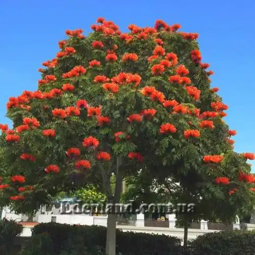Изображение Спатодея колокольчатая - Spathodea campanulata