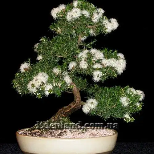 Изображение бонсай