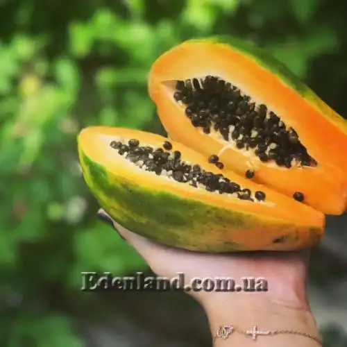 Карика папайя - Carica papaya