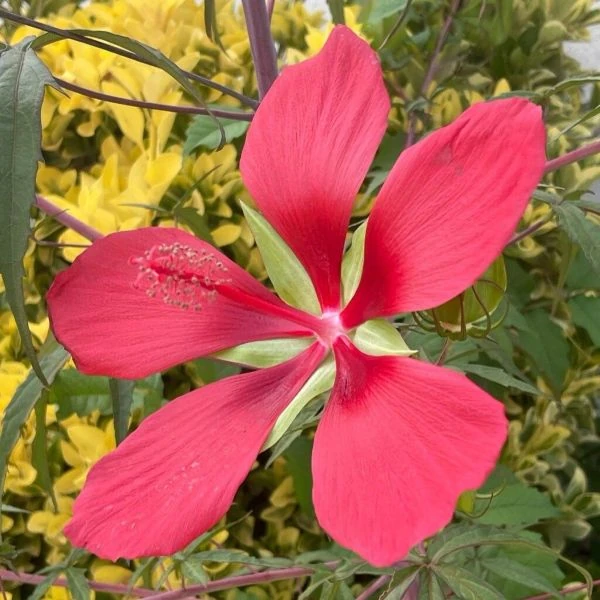 Изображение Гибискус шарлаховый (ярко-красный) - Hibiscus coccineus 