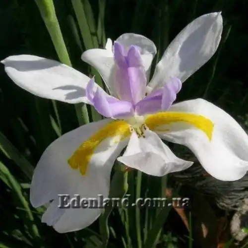 Изображение Диетес крупноцветковый       - Dietes grandiflora