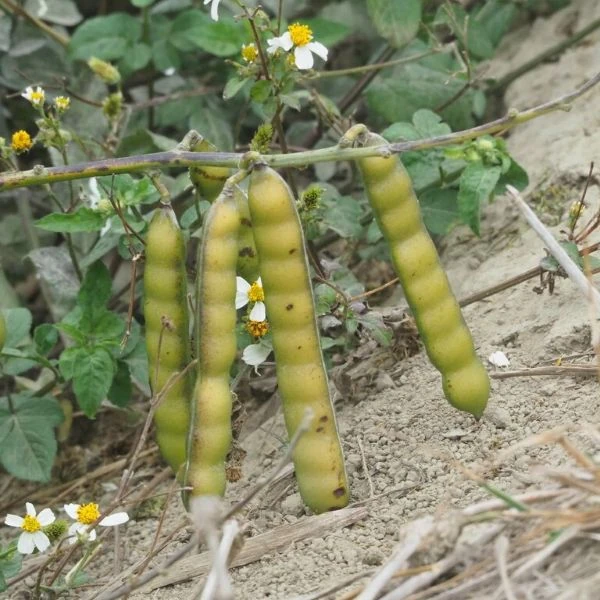 Изображение Пахиризус вырезной   - Pachyrhizus erosus 