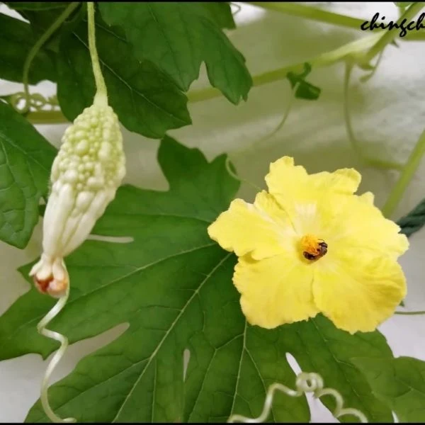 Зображення Момордика харантія ‘Біла’ - Momordica charantia ‘White’ 