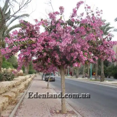 Изображение Баухиния пестрая - Bauhinia variegata