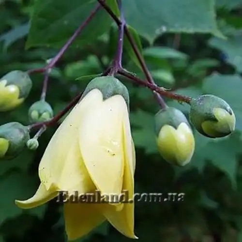 Зображення Кіренгешома дланєвидна - Kirengeshoma palmata